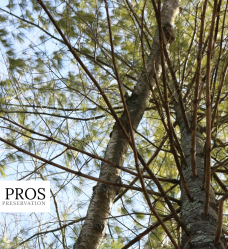 Waiting for Visible Tree Symptoms