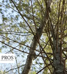 Waiting for Visible Tree Symptoms