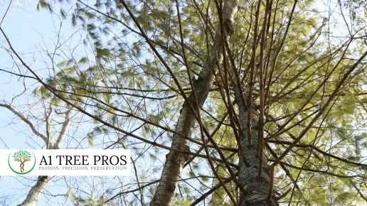 Why Waiting for Visible Tree Symptoms Is Already Too Late