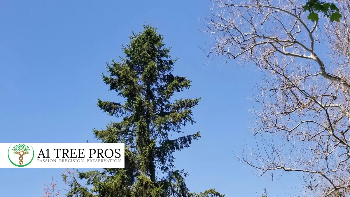 Tree Decline Despite Good Weather: Why It Happens