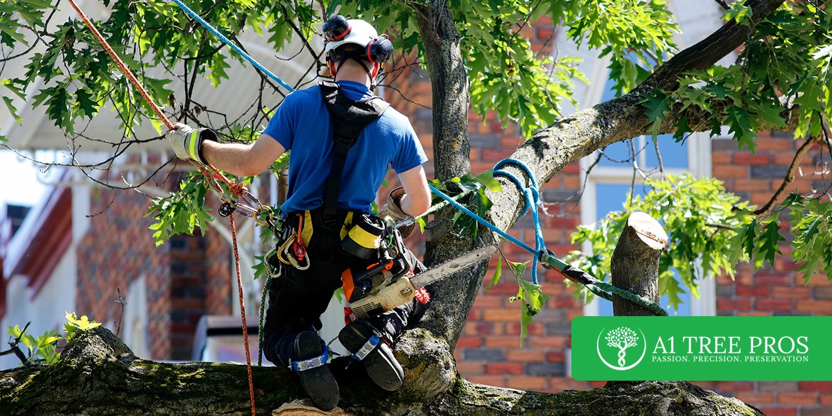 What’s an Arborist and Why Do You Need One for Your Trees?