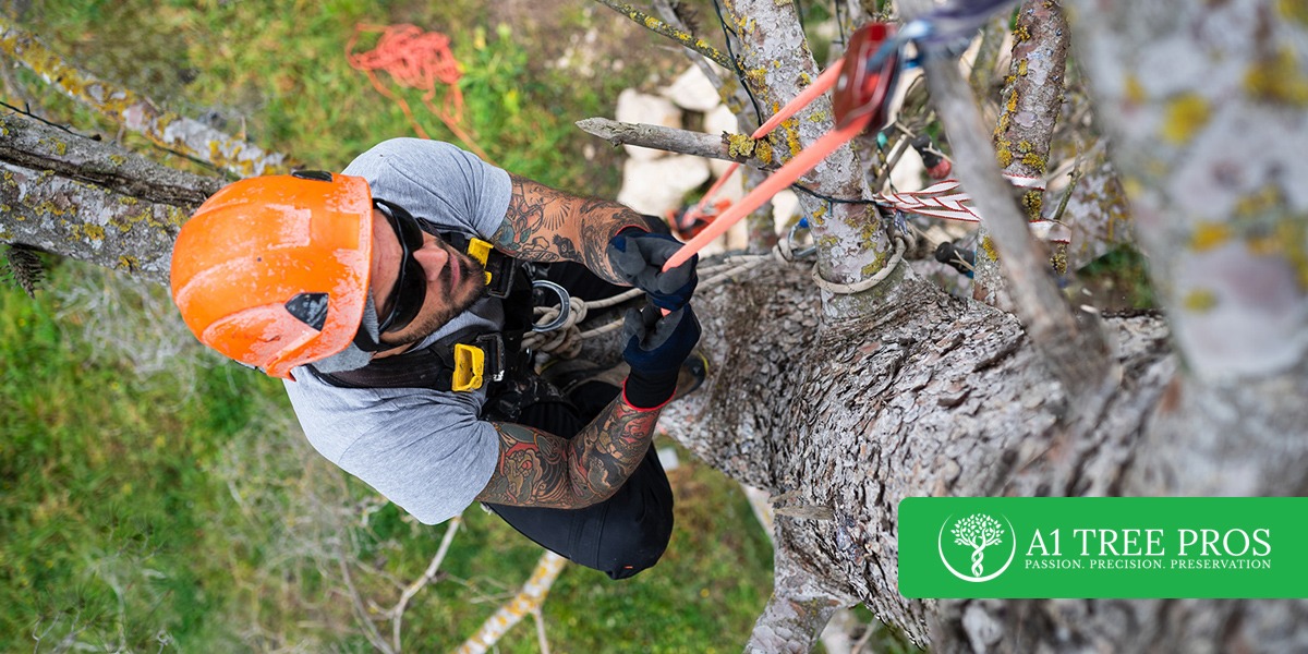 Arborist Cost Breakdown: Tree Inspection, Trimming, and Removal Prices