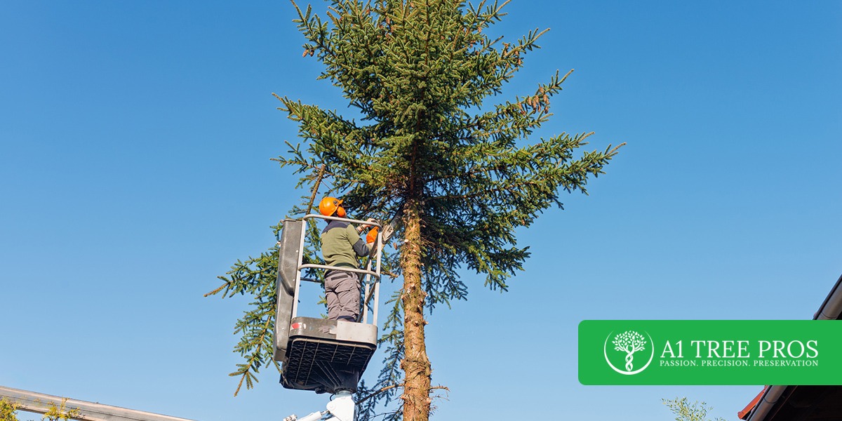 Knowing the Right Time to Call an Arborist for Tree Maintenance or Removal