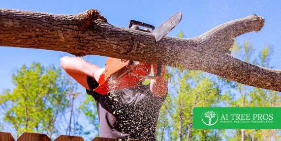 ISA Certified Arborist Explained: Credentials, Skills, and Tree Care Expertise
