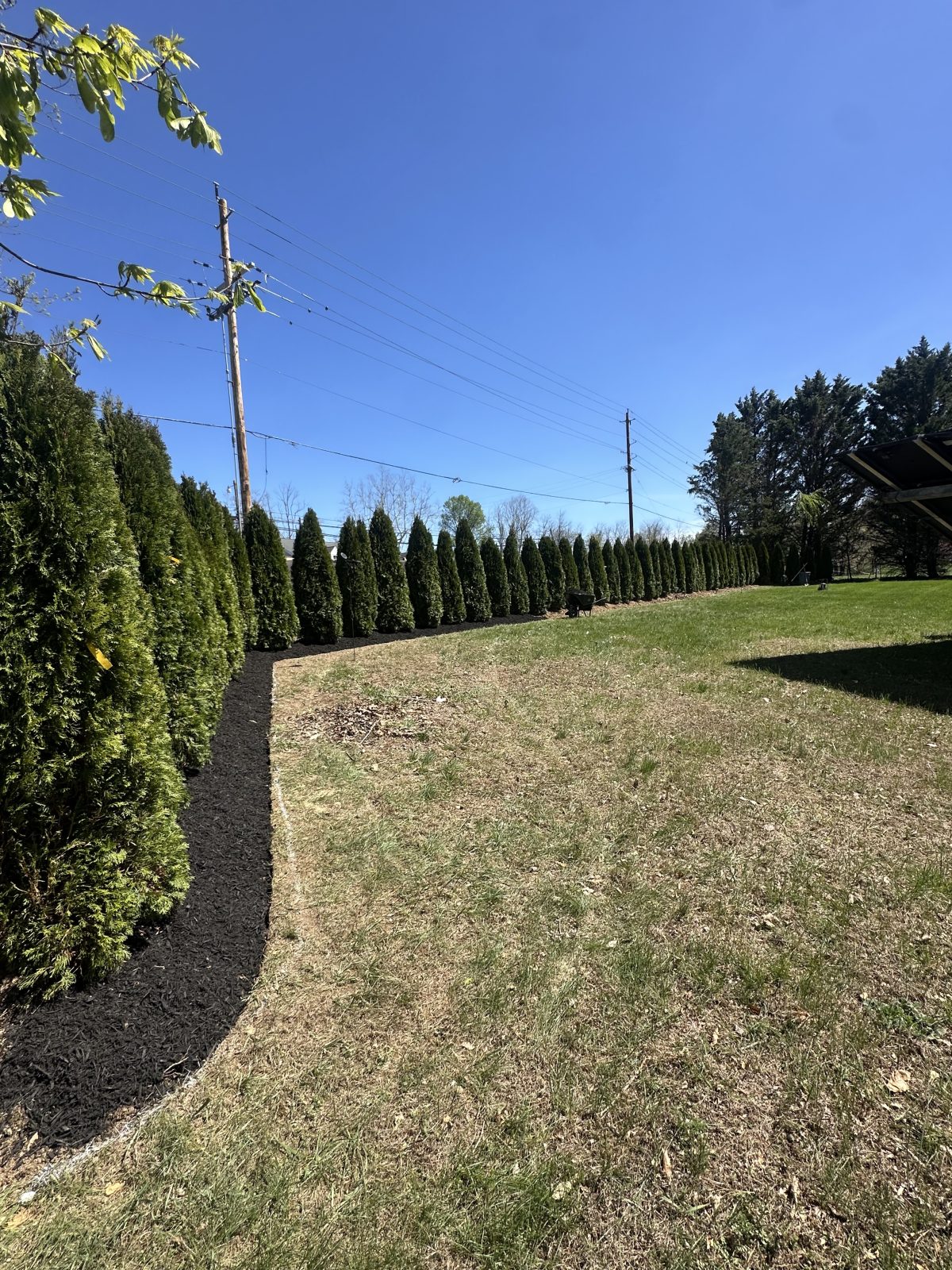 Tree Preservation Ijamsville, Md.