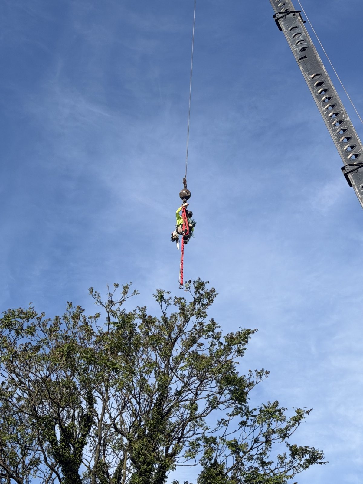Tree Removal in North Potomac MD
