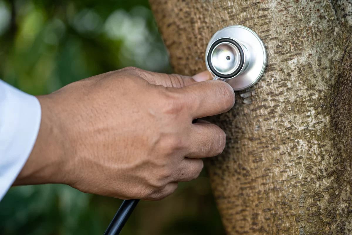 Plant Health Care in Ijamsville MD