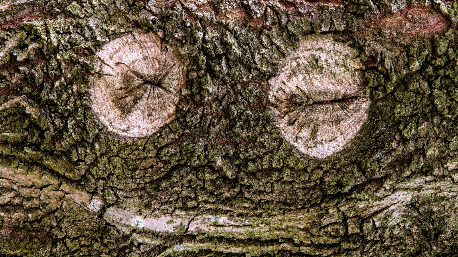 Arborist Services Clarksburg, Md.