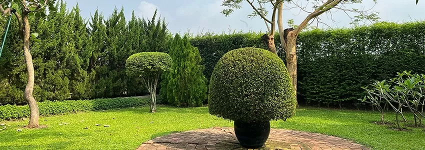 Tree Preservation